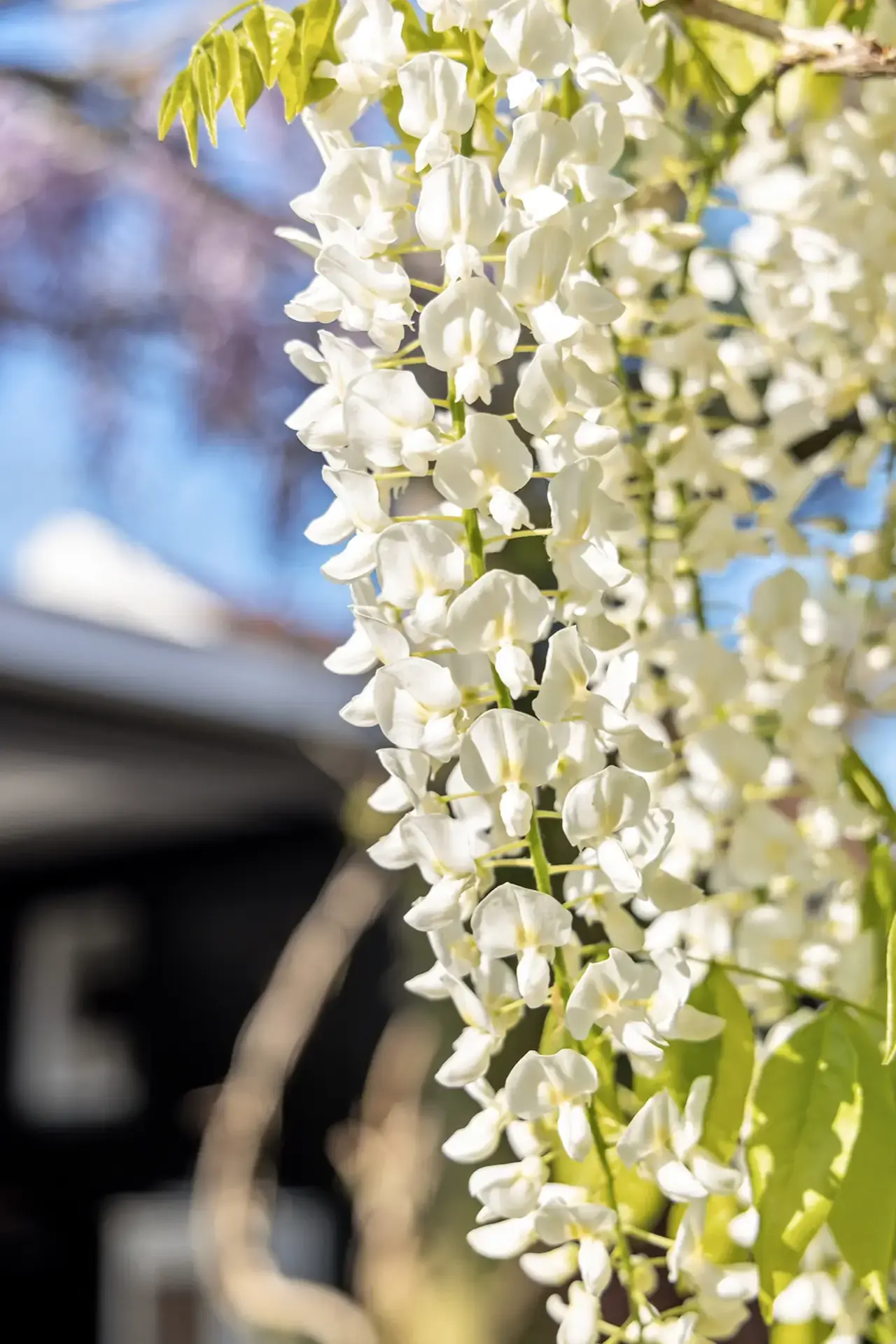 Close-up van witte bloemtrossen die over een pergola hangen in een elegante tuin.