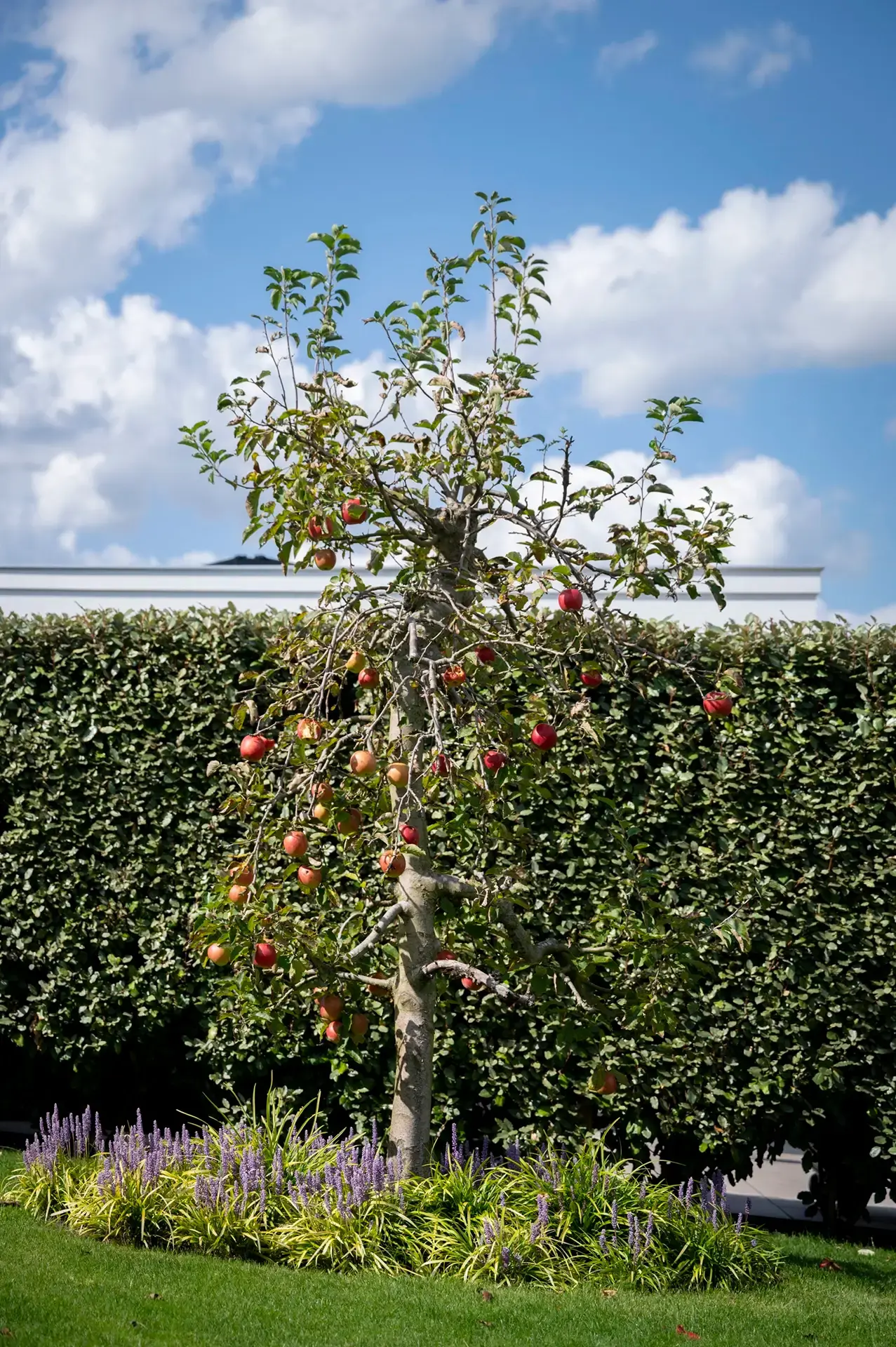 Boom met open kroon aan de rand van de tuin met groene haag op de achtergrond.