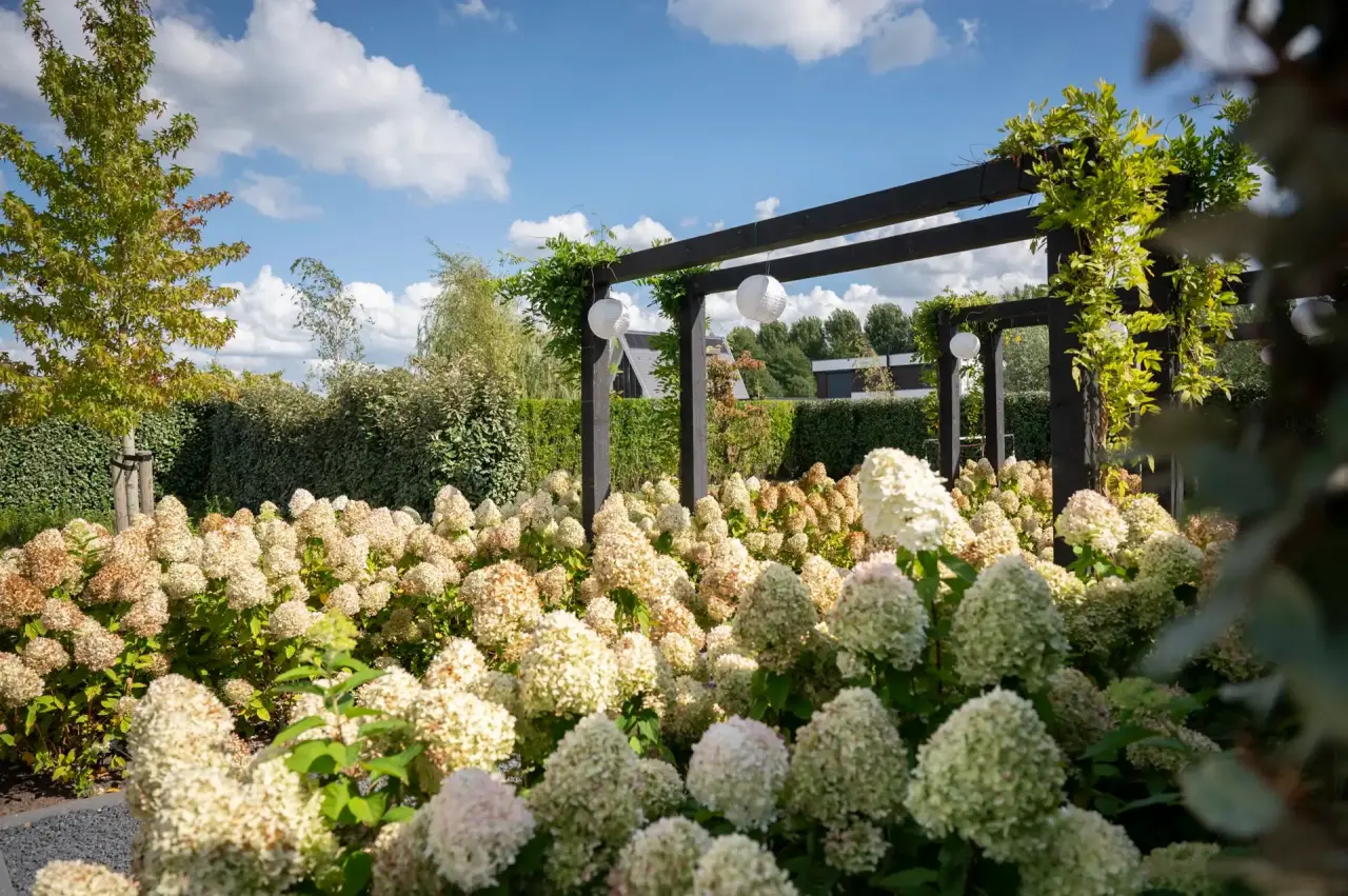 Pergola met bloeiende hortensia&rsquo;s en zicht op het zwembad.