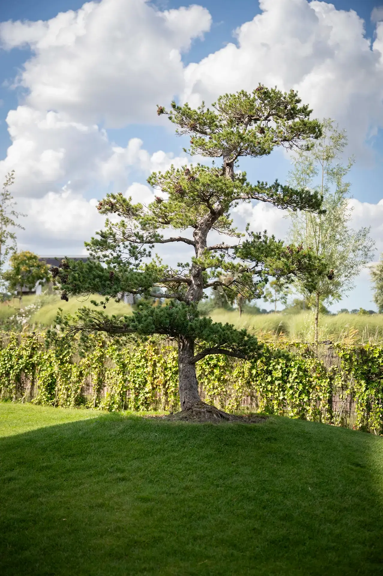 Solitaire den op gazon als blikvanger in de groene tuin.