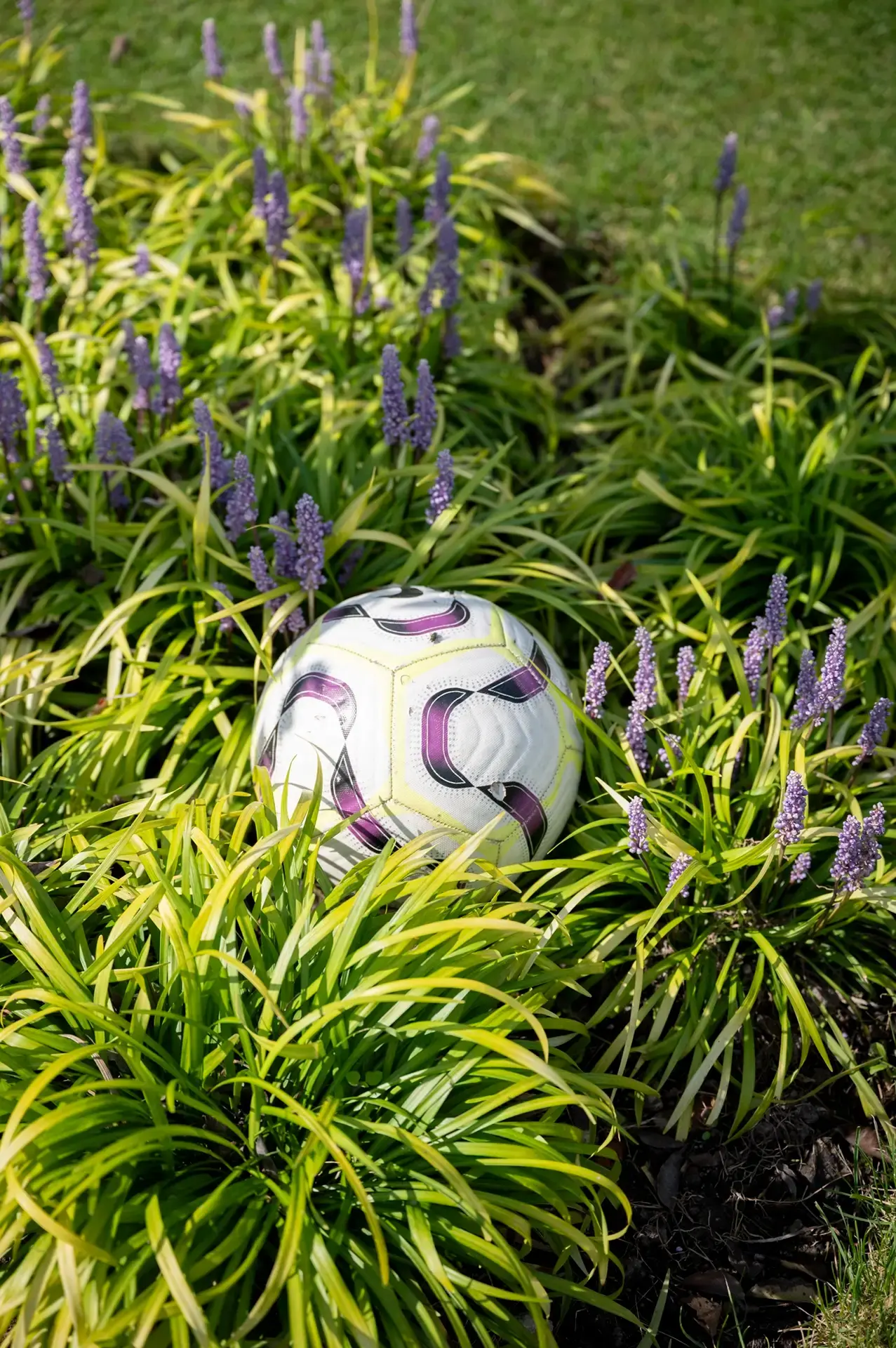 Voetbal tussen siergras op het gazon bij de moderne tuin.