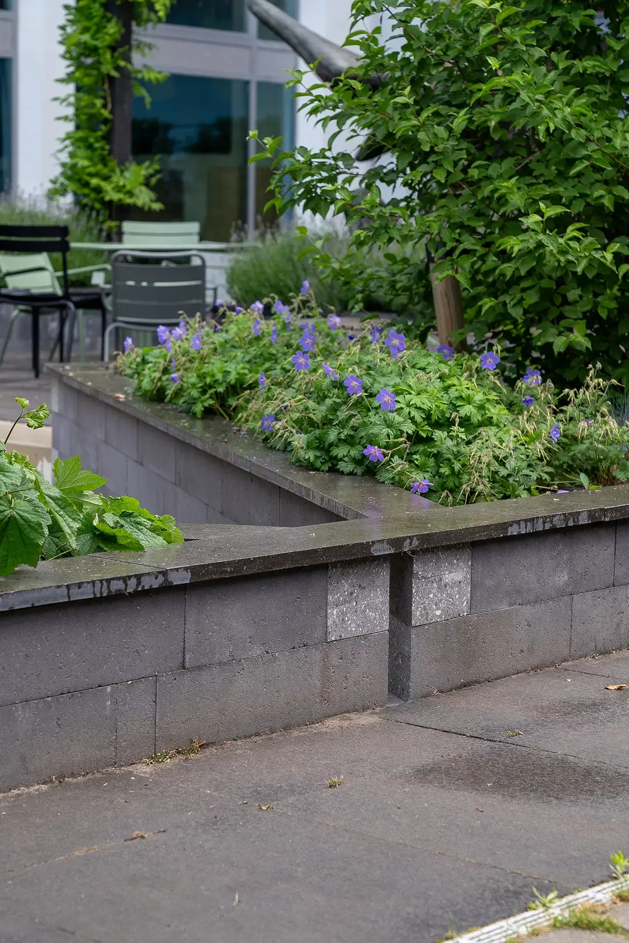 Looppad tussen weelderige beplanting en zitplekken in de hogeschooltuin.